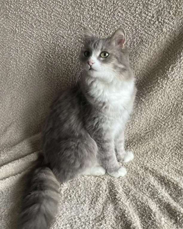 Кошки в Москве: Буся в добрые руки Девочка, Бесплатно - фото 3