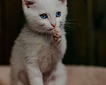 Кошки в Пушкино: Скай и Ричи ищут семью Мальчик, 10 руб. - фото 8