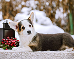 Собаки в Новосибирске: Вельш Корги Пемброк Моргана ле Фэй Девочка, 65 000 руб. - фото 4