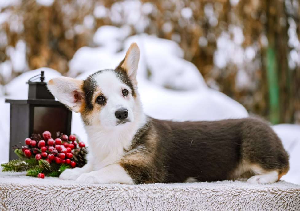Собаки в Новосибирске: Вельш Корги Пемброк Моргана ле Фэй Девочка, 65 000 руб. - фото 4