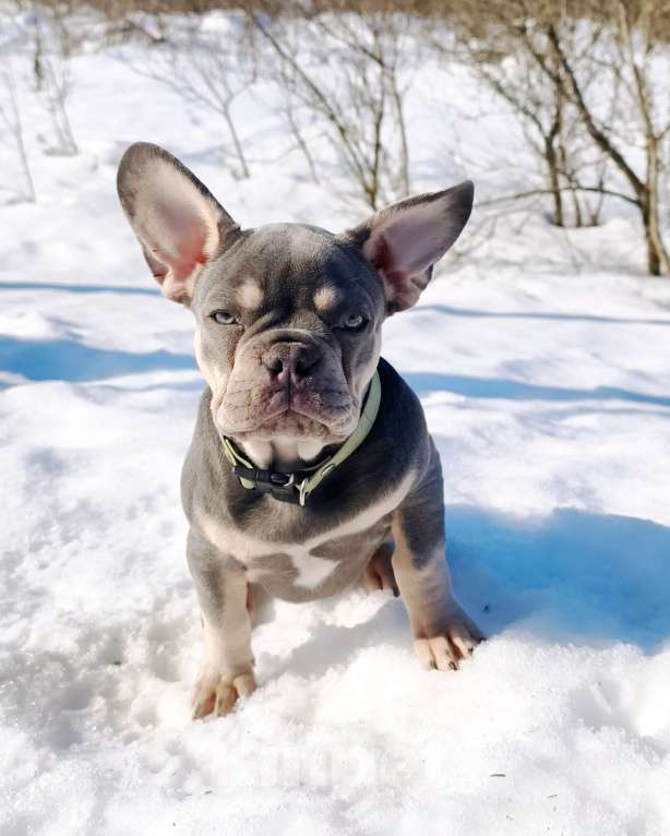Собаки в других городах Московской области: Лиловый щенок Мальчик, 95 000 руб. - фото 1