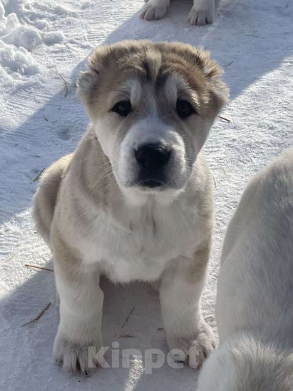 Собаки в Москве: Среднеазиатская овчарка, алабай, щенок Девочка, Бесплатно - фото 2