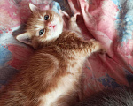 Кошки в Енисейске: Котята, 1 950 руб. - фото 3