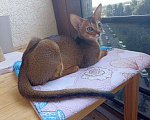 Кошки в Одинцово: Абиссинские котята Девочка, 49 000 руб. - фото 1