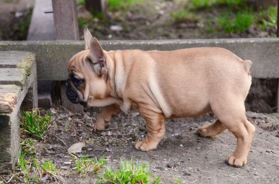 Собаки в Старом Купавне: Французский друг Мальчик, 70 000 руб. - фото 4