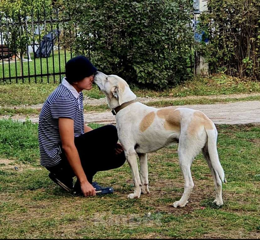 Собаки в других городах Московской области: Ищем хозяина Мальчик, Бесплатно - фото 1