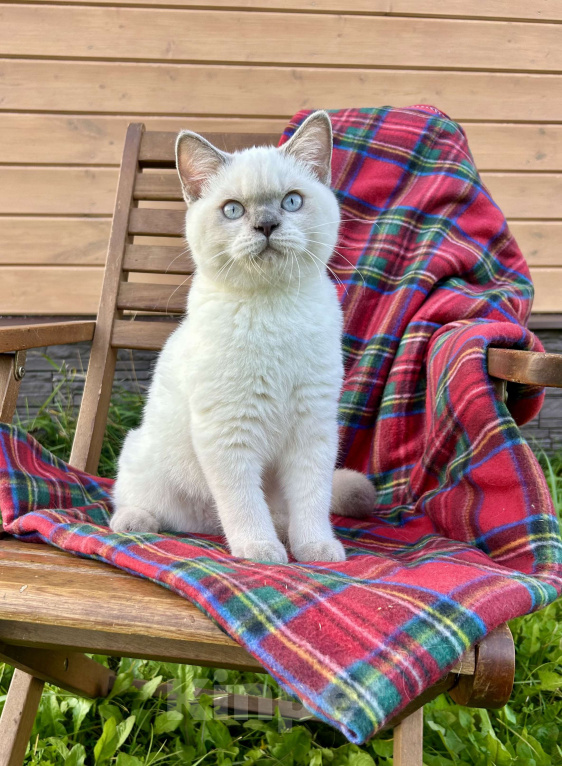 Кошки в Москве: Британский котёнок колор поинт, 5,5 месяцев  Девочка, 70 000 руб. - фото 5