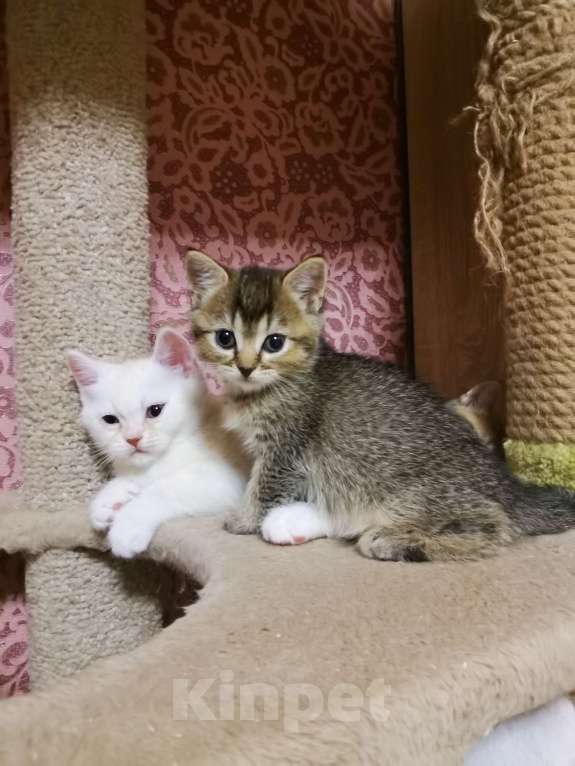 Кошки в Москве: Котята Шотландские  Девочка, 10 000 руб. - фото 3