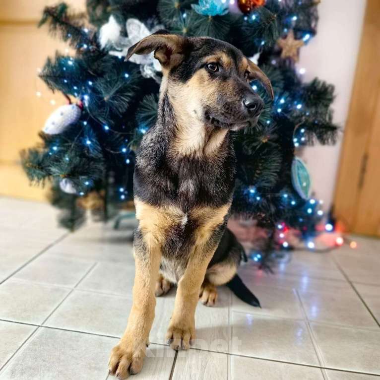 Собаки в Санкт-Петербурге: Щенок мальчик в добрые руки! Мальчик, Бесплатно - фото 9