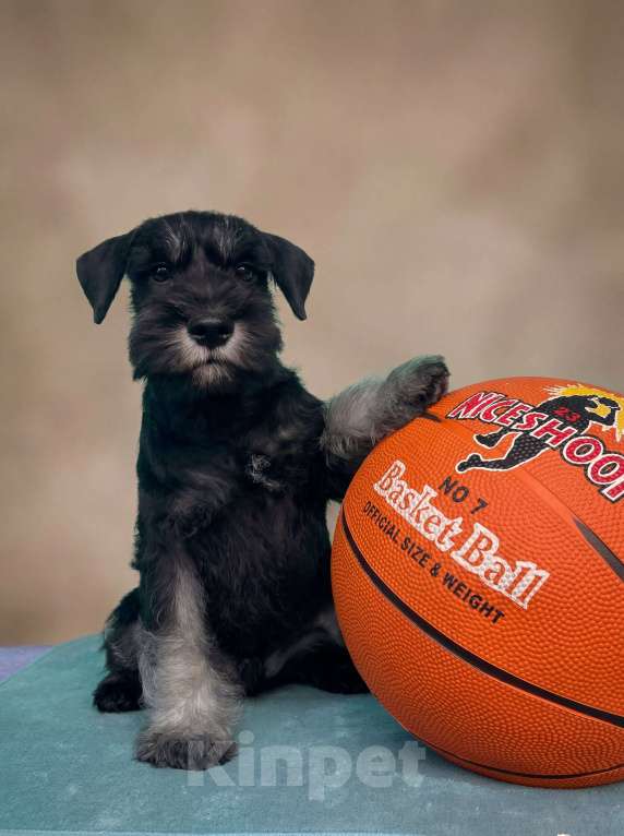 Собаки в Уфе: Щенки двергшнауцера Мальчик, Бесплатно - фото 2