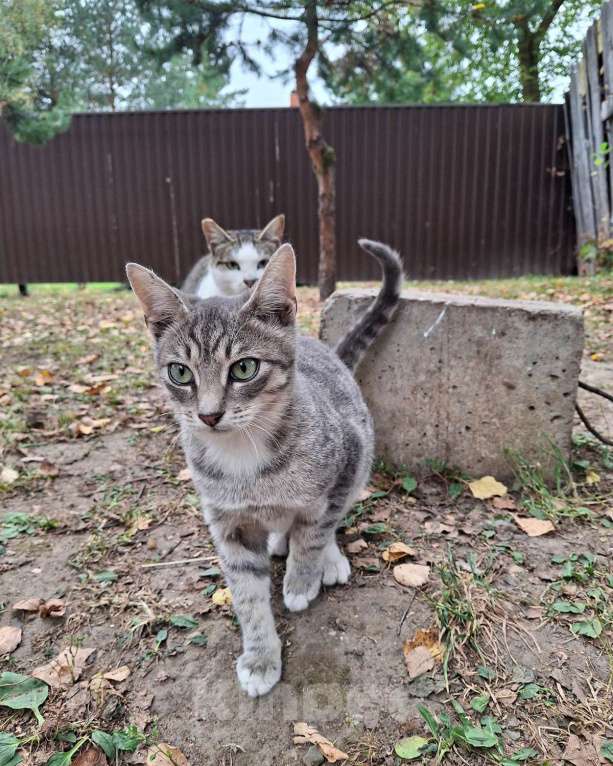 Кошки в Москве: Малыш ищет дом! Мальчик, Бесплатно - фото 4