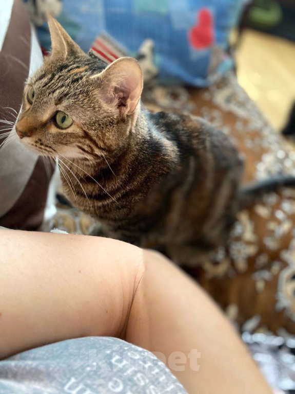 Кошки в Москве: Скромная Зося ищет семью Девочка, Бесплатно - фото 4