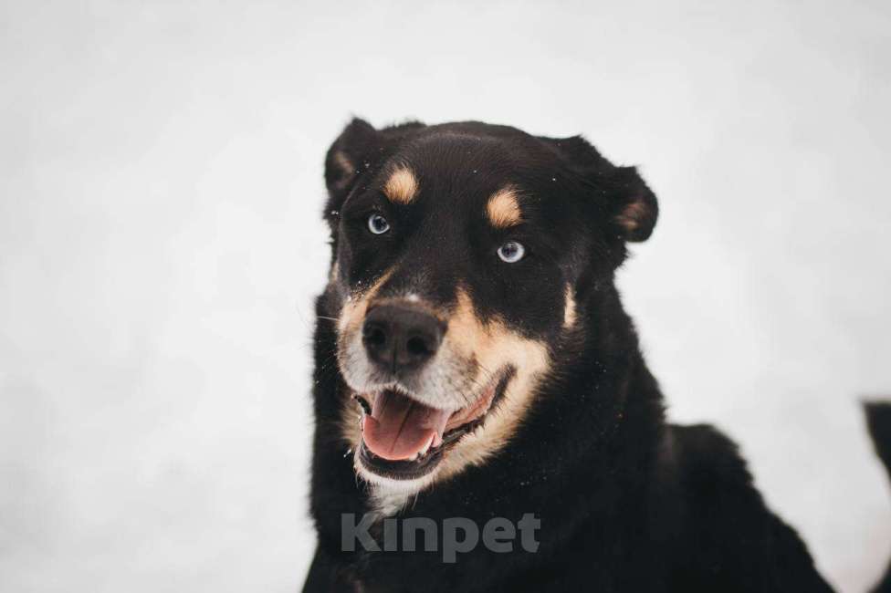 Собаки в Москве: Дэйви ищет дом Мальчик, Бесплатно - фото 2