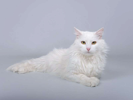 Белоснежный красавец Никита ищет доброе сердце.