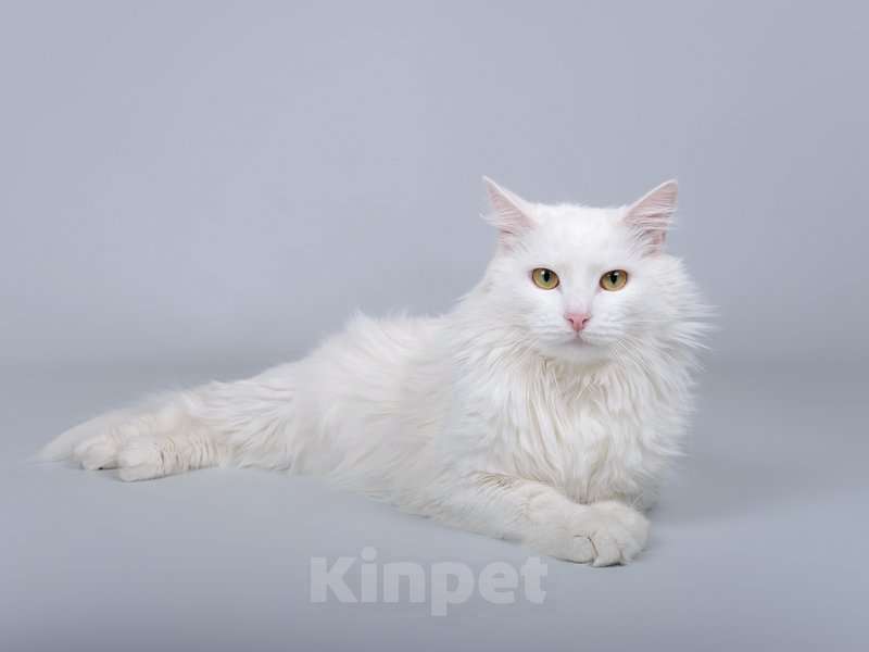 Кошки в Москве: Белоснежный красавец Никита ищет доброе сердце. Мальчик, Бесплатно - фото 1