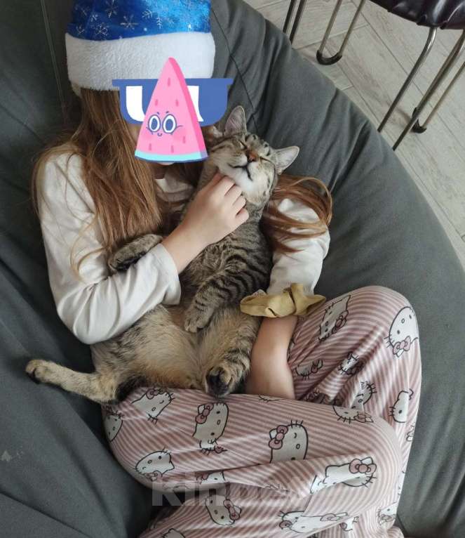 Кошки в Москве: Отдадим в добрые руки Мальчик, Бесплатно - фото 9