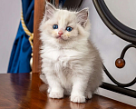Кошки в Московском: котята рэгдолл Девочка, Бесплатно - фото 5