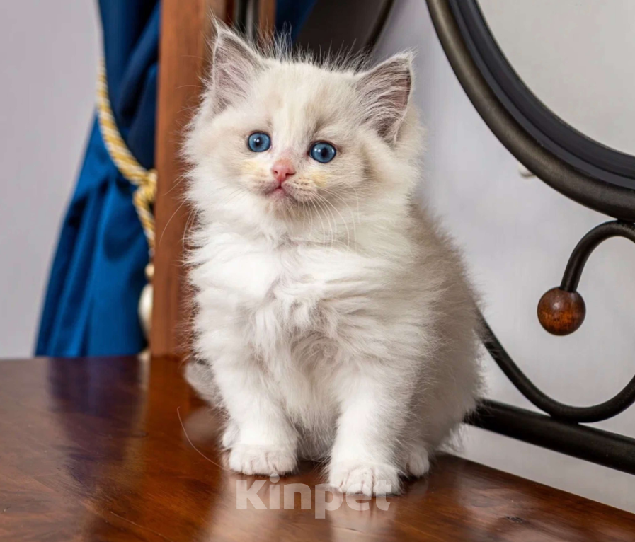 Кошки в Московском: котята рэгдолл Девочка, Бесплатно - фото 5