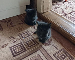 Кошки в Кирове: Отдам котят в хорошие руки Мальчик, Бесплатно - фото 6
