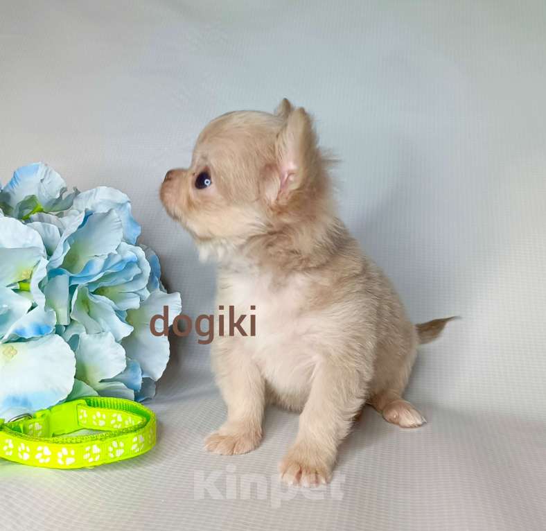 Собаки в Москве: Лиловый мальчик длинношерстный Мальчик, 20 000 руб. - фото 2