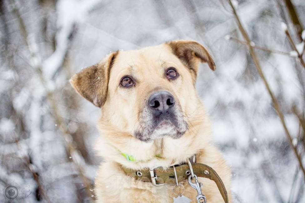 Собаки в Москве: Лакки Мальчик, Бесплатно - фото 6