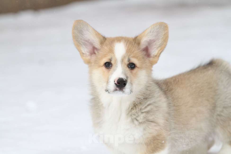 Собаки в Москве: Вельш корги пемброк Девочка, 60 000 руб. - фото 6