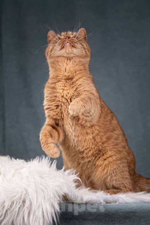 Кошки в Клине: Рыжик — матёрый кот в самом расцвете сил Мальчик, Бесплатно - фото 2