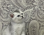 Кошки в Ступино: Котята Шотландская серебристая шиншилла Девочка, 15 000 руб. - фото 3