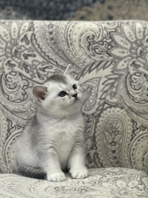 Кошки в Ступино: Котята Шотландская серебристая шиншилла Девочка, 15 000 руб. - фото 3