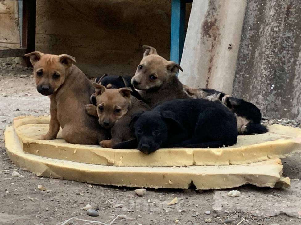 Собаки в других городах Крыма: Щенята Мальчик, Бесплатно - фото 1