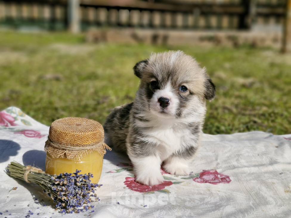 Собаки в Москве: Продаются великолепные щенки вельш корги пемброк Мальчик, 70 000 руб. - фото 3