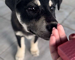 Собаки в Красногорске: Малышка Люси ждет хозяина  Девочка, 55 руб. - фото 2