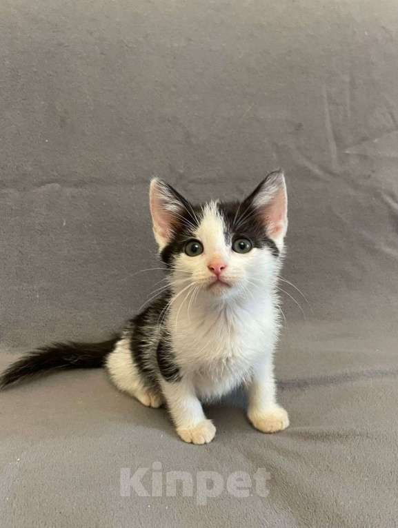 Кошки в Санкт-Петербурге: Фантастический малыш Кирюша Мальчик, Бесплатно - фото 6