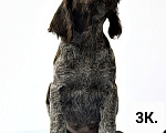 Собаки в Краснодаре: Дратхаар щенок кобель Мальчик, 45 000 руб. - фото 4