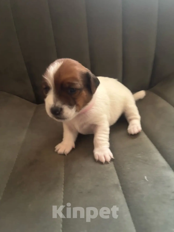 Собаки в Звенигороде: Щенок девочка Джек Рассел терьер Девочка, 25 000 руб. - фото 4