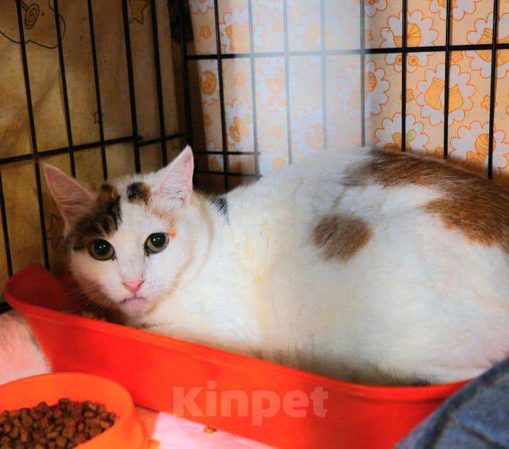 Кошки в Москве: кошка Матрена ищет дом Девочка, Бесплатно - фото 1