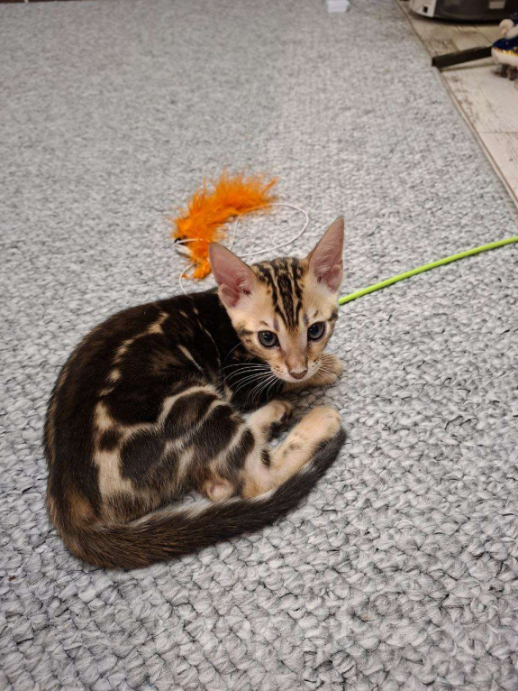 Кошки в Ростове-на-Дону: Бенгальские котята Девочка, 17 000 руб. - фото 1