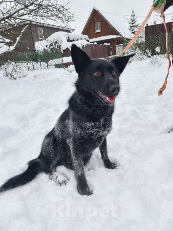 Собаки в Москве: Собака по кличке Черныш ищет дом  Мальчик, 10 руб. - фото 2