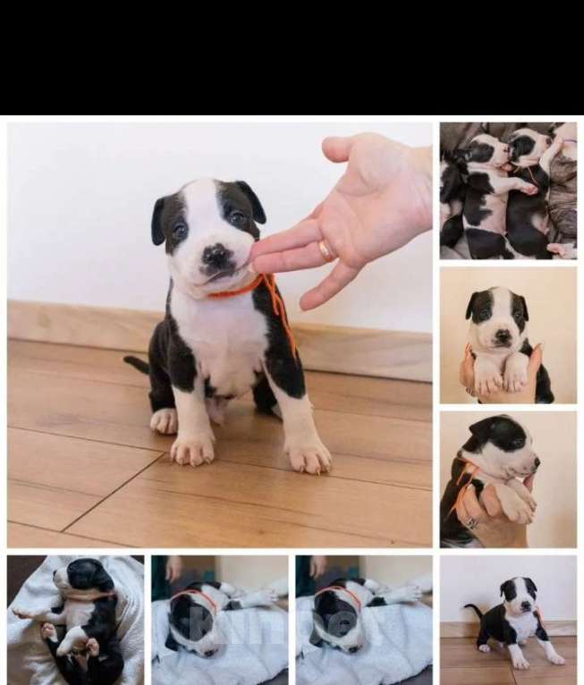 Собаки в Ивантеевке: Щенки от чемпионов Разнополые, 50 000 руб. - фото 4