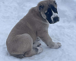 Собаки в Москве: среднеазиатская овчарка, щенок, алабай Мальчик, Бесплатно - фото 5