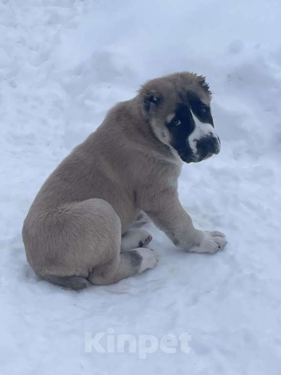 Собаки в Москве: среднеазиатская овчарка, щенок, алабай Мальчик, Бесплатно - фото 5