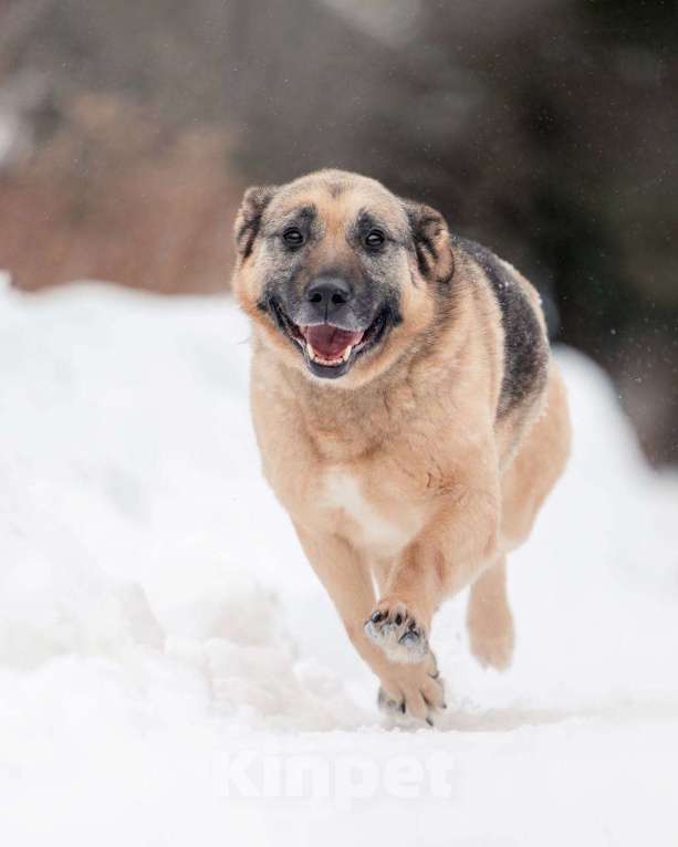 Собаки в других городах Московской области: Привет, я Малыш :) Мальчик, Бесплатно - фото 6