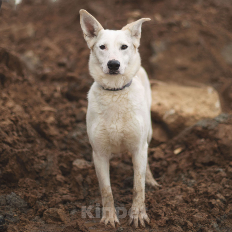 Собаки в Москве: Холи Девочка, Бесплатно - фото 3