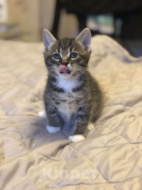 Кошки в других городах Московской области: Помет Х Мальчик, 60 000 руб. - фото 2