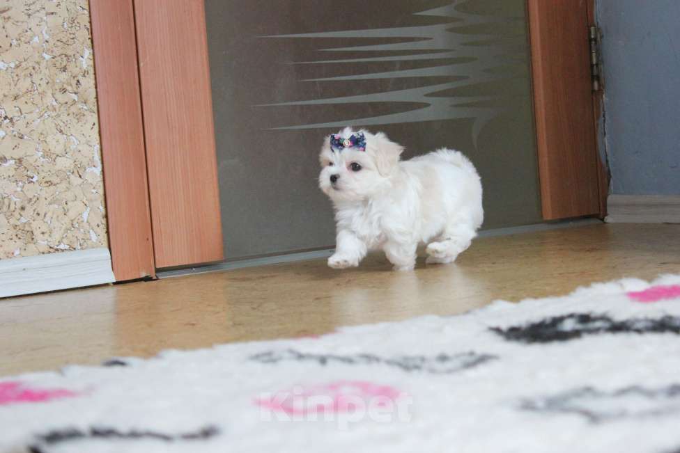 Собаки в Омске: Мальтезе красивый мини малыш Мальчик, 75 000 руб. - фото 7