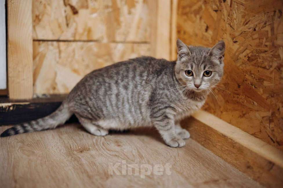 Кошки в Видном: Котёнок в добрые руки Девочка, Бесплатно - фото 4