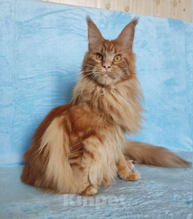 Кошки в Владимире: Девочка красавица Девочка, 8 000 руб. - фото 3