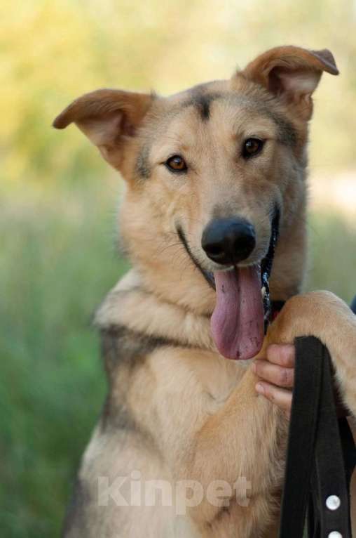 Собаки в Электростали: Удивительный пёс Чингиз в поиске дома Мальчик, Бесплатно - фото 5