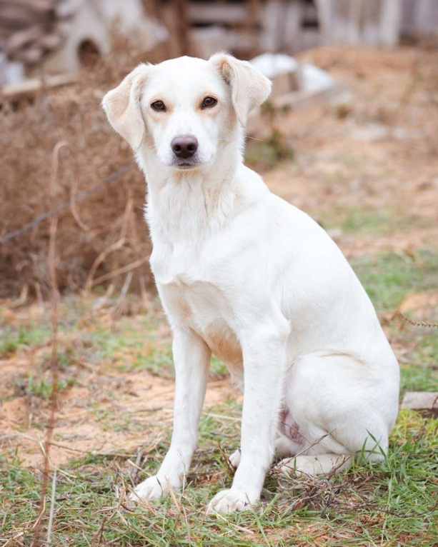Собаки в Москве: В добрые руки Девочка, Бесплатно - фото 9