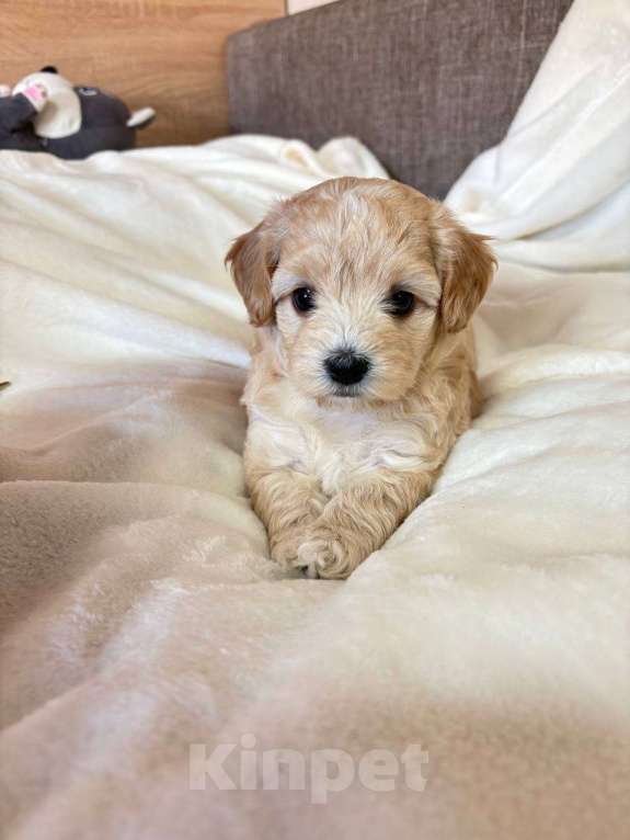 Собаки в Москве: Очаровательная девочка мальтипу f1 Девочка, 60 000 руб. - фото 3